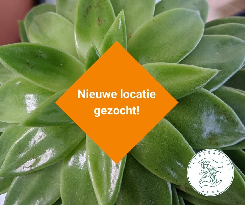 Plantenasiel Genk