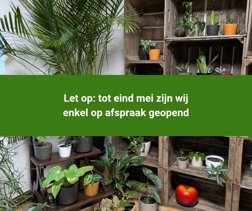 Plantenasiel Genk