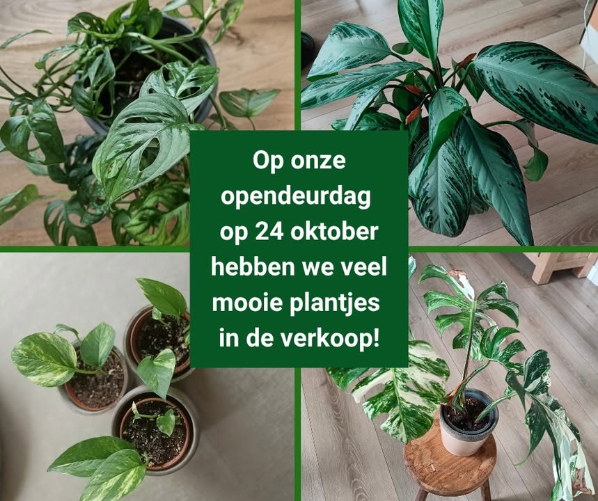 Plantenasiel Genk