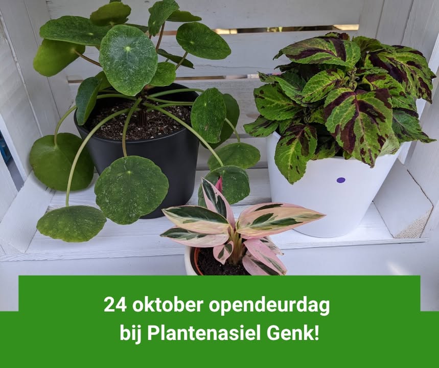 Plantenasiel Genk