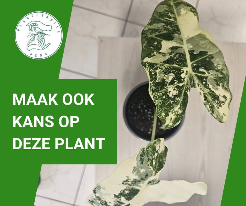 Plantenasiel Genk