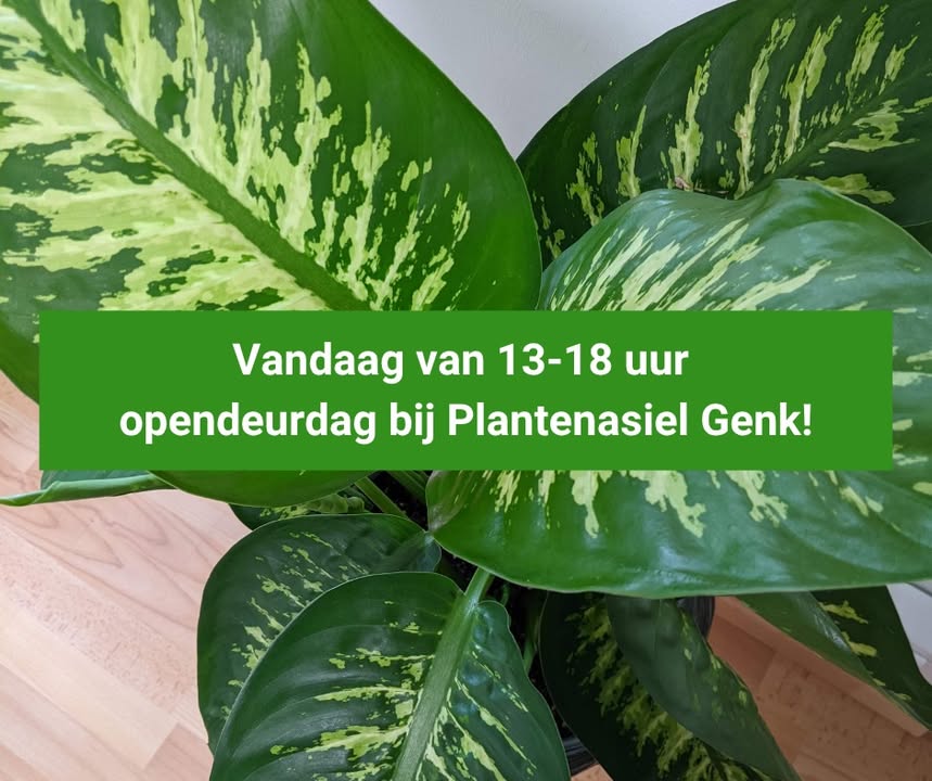 Plantenasiel Genk